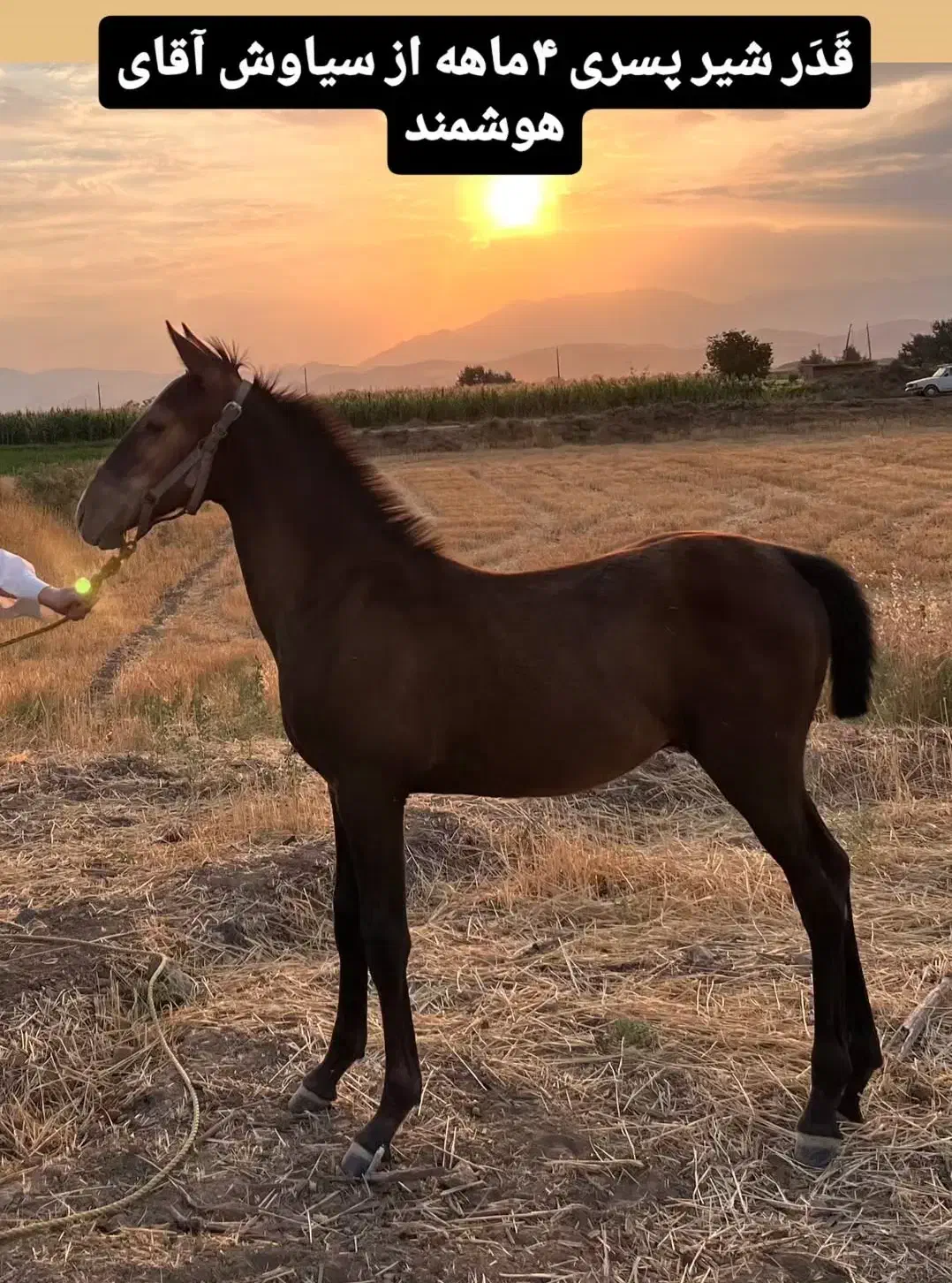 کره نریان کرد|اسب و تجهیزات اسب‌سواری|کنگاور, |دیوار