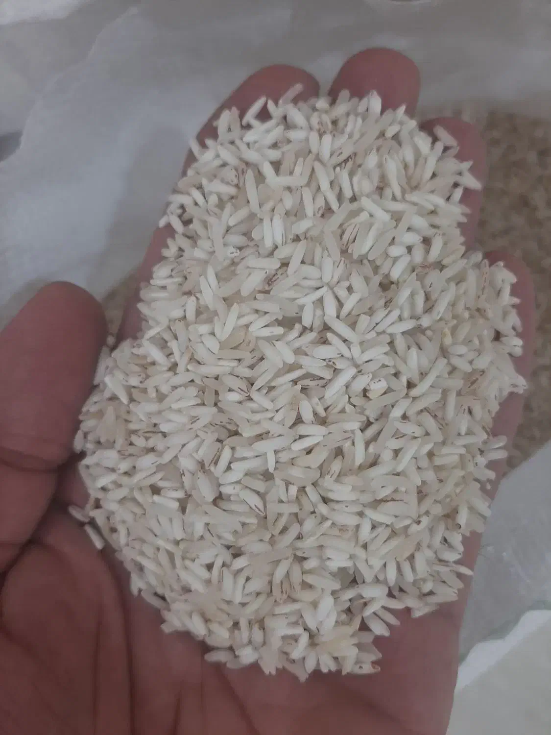 برنج اقتصادی طارم مجلی|خوردنی و آشامیدنی|گنبد کاووس, |دیوار