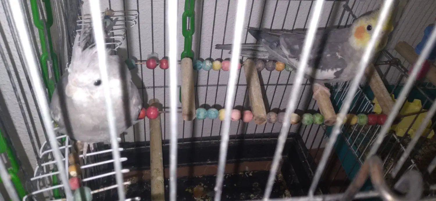 عروس هلندی نر و ماده سخنگو|پرنده|پاکدشت, پاکدشت (مامازند)|دیوار