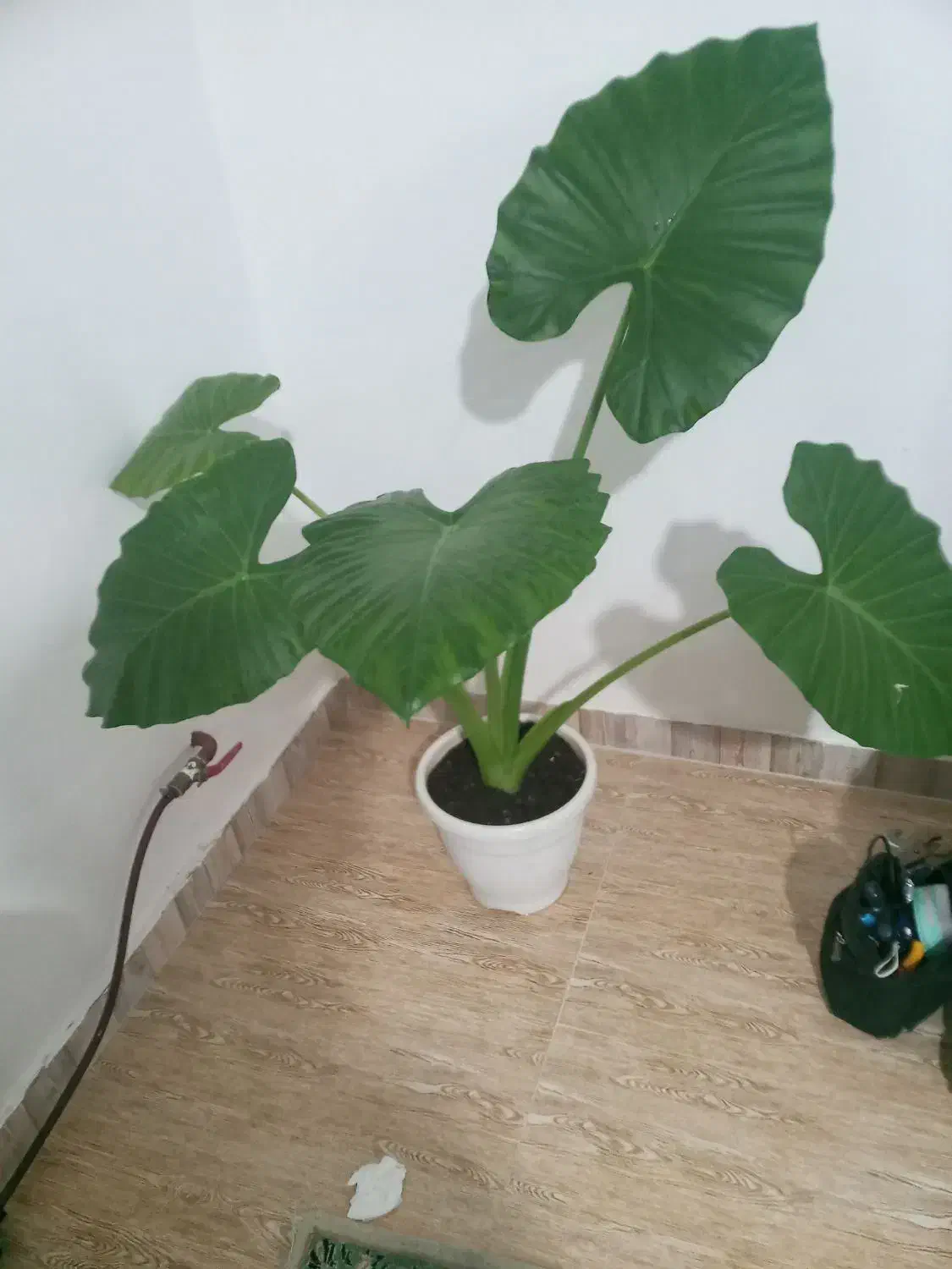 گل بابا ادم|گل و گیاه طبیعی|تالش, هشتپر|دیوار