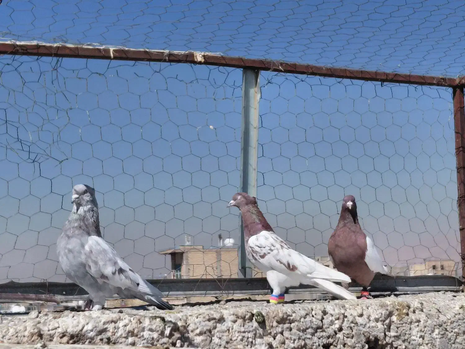 کفتر|پرنده|شیراز, کوشک میدان|دیوار