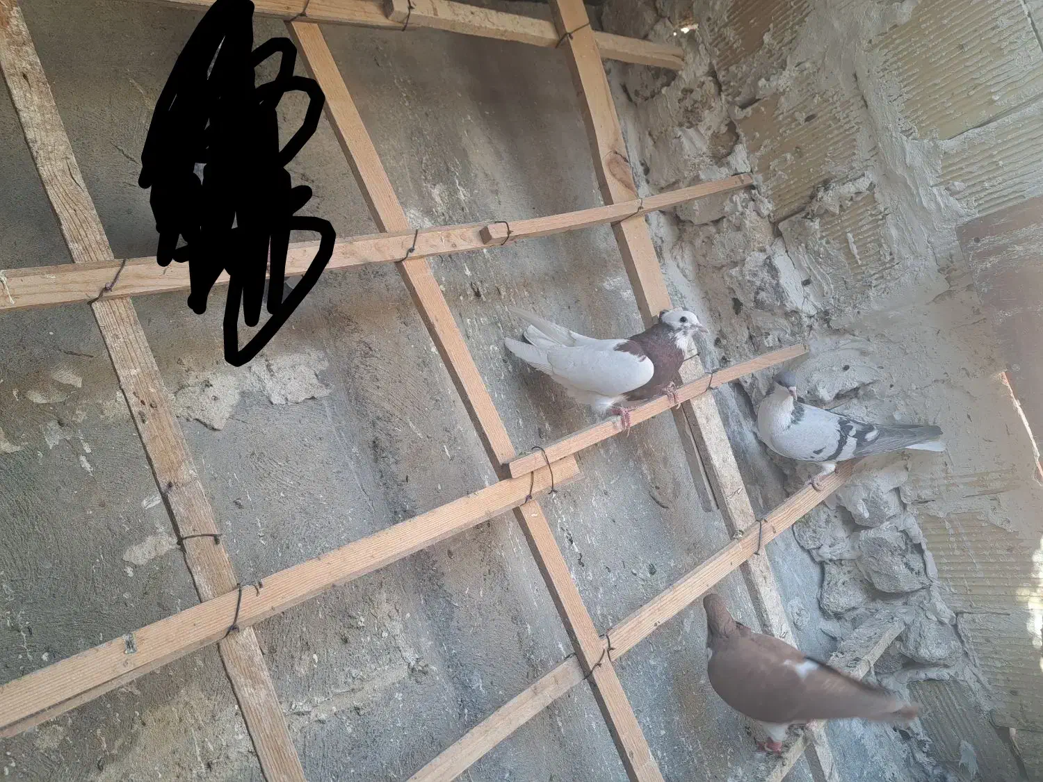 ستا کفتر زده خردی|پرنده|الوند, |دیوار