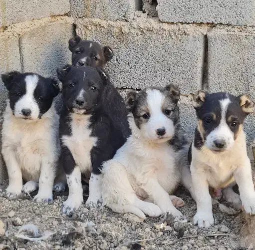 واگزاری|سگ|سمنان, |دیوار