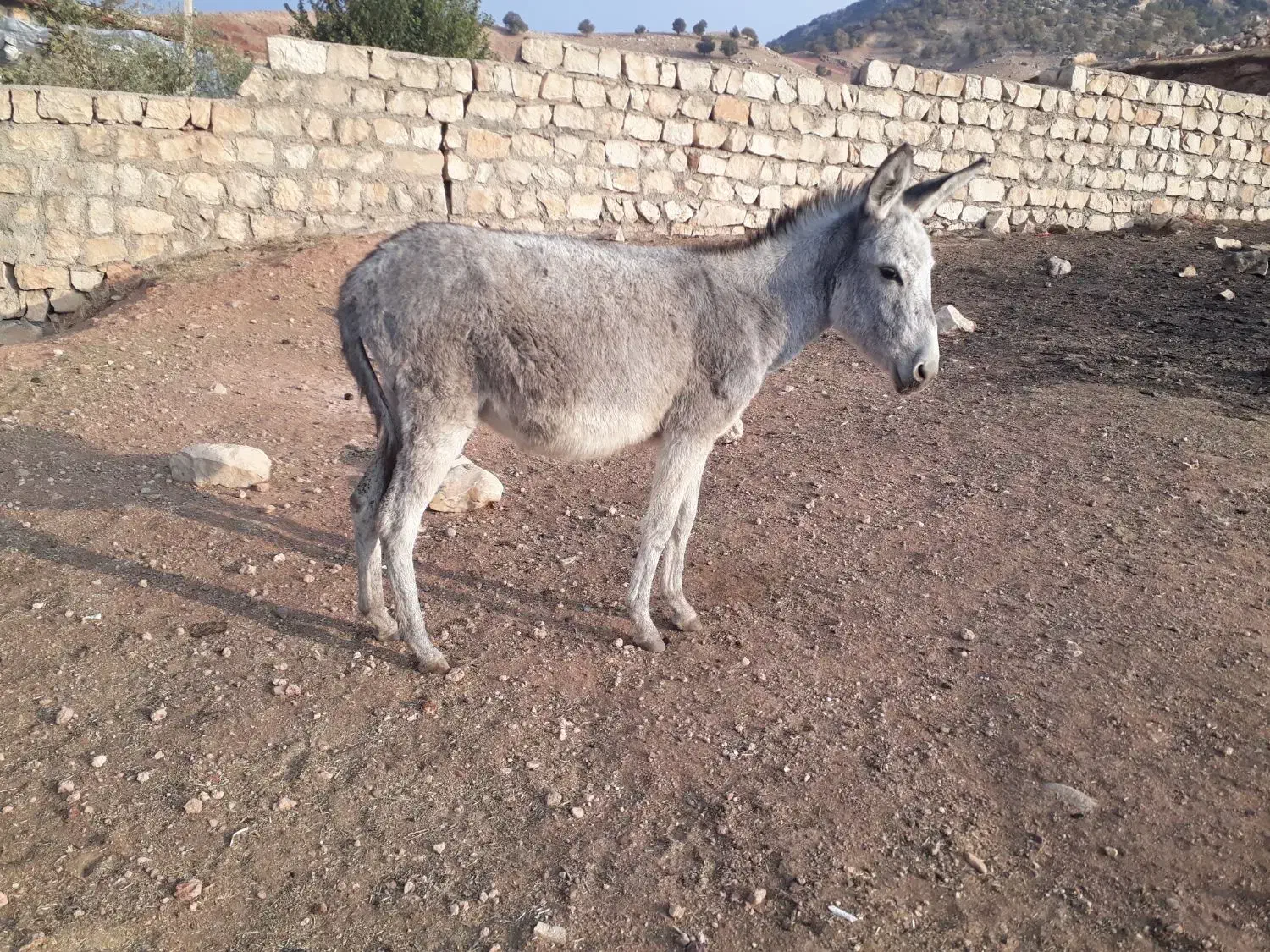 فروش ماده الاغ|حیوانات مزرعه|کوهدشت, |دیوار