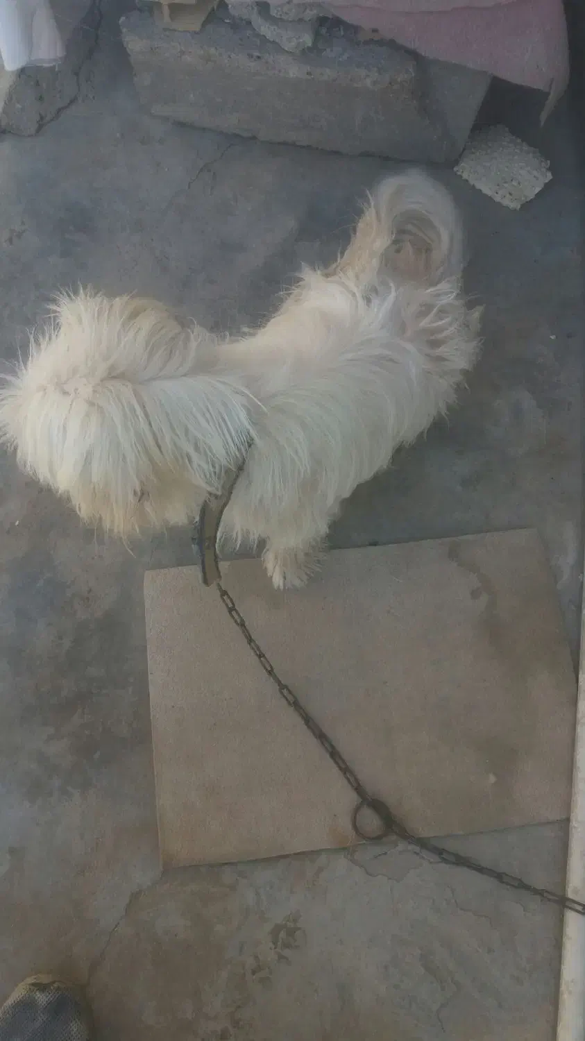 سگ پشمالو|سگ|مسجد سلیمان, |دیوار