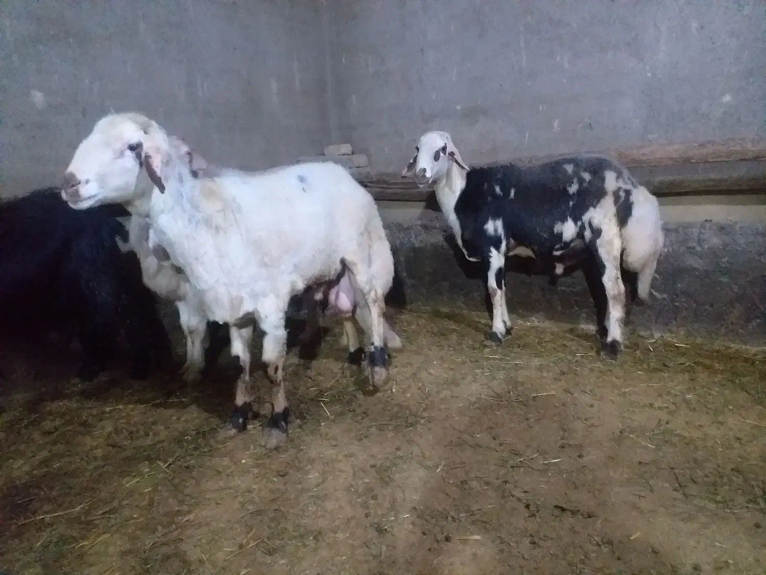 قوچ|حیوانات مزرعه|شراء, |دیوار