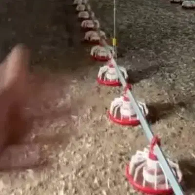 کودمرغی|خدمات باغبانی و درختکاری|سرپل ذهاب, |دیوار