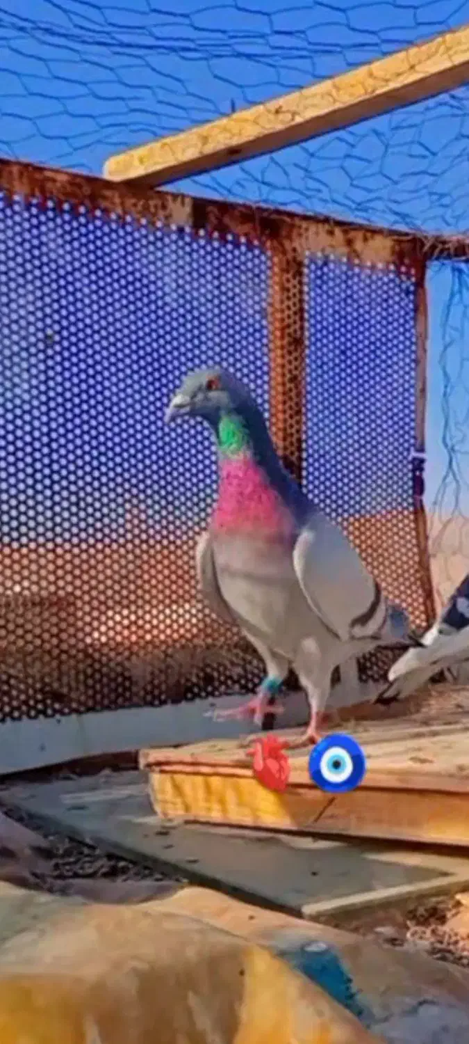 کفتر|پرنده|شیراز, شهرک مهرگان|دیوار