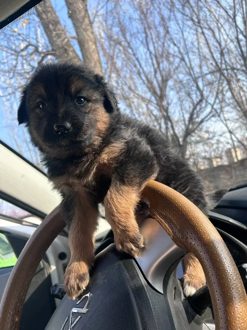 سگ اصل دو ماهه|سگ|تهران, تهرانپارس شرقی|دیوار