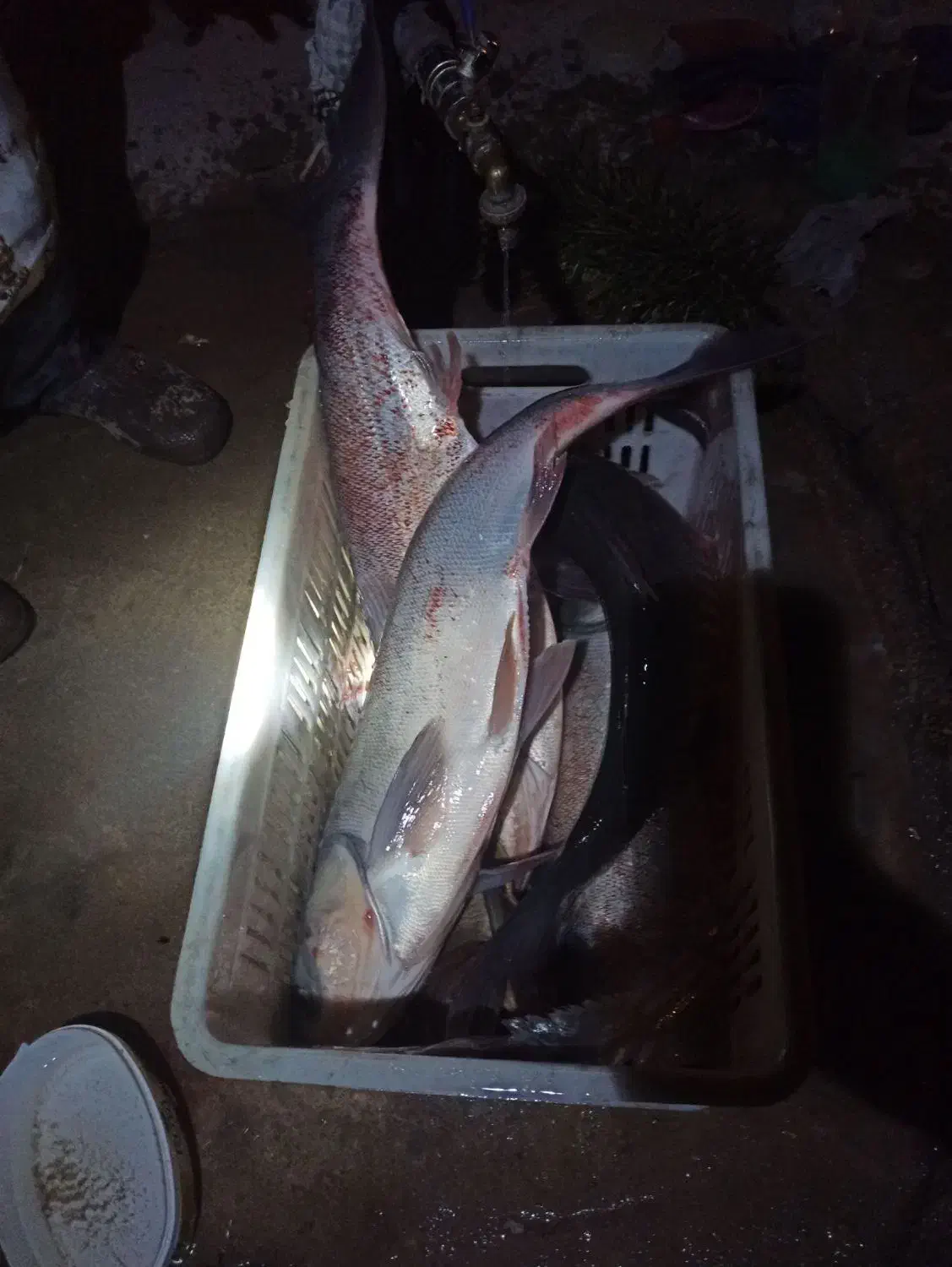 کپور و آمور و فیتی فاک|ماهی|شیروان (خراسان), |دیوار