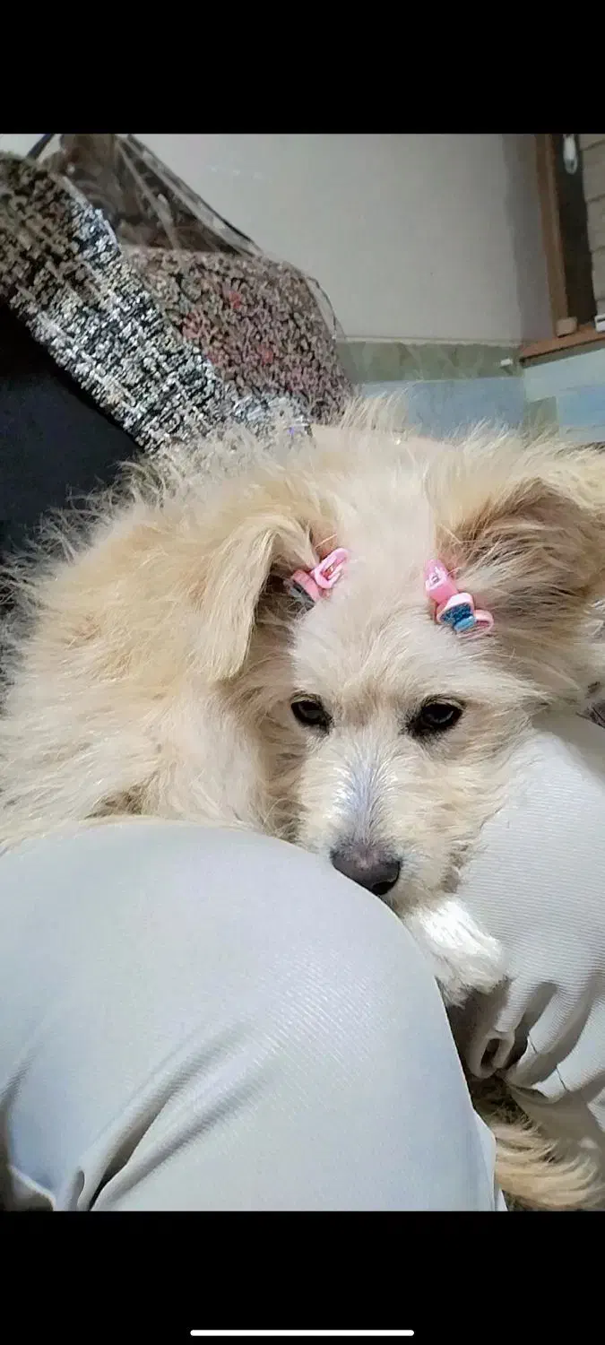 فروش سگ پا کوتاه فوری|سگ|کرمان, |دیوار