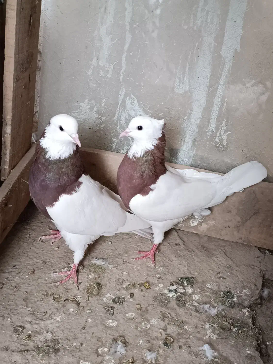 یه جفت طوقی قرمز|پرنده|میاندوآب, |دیوار