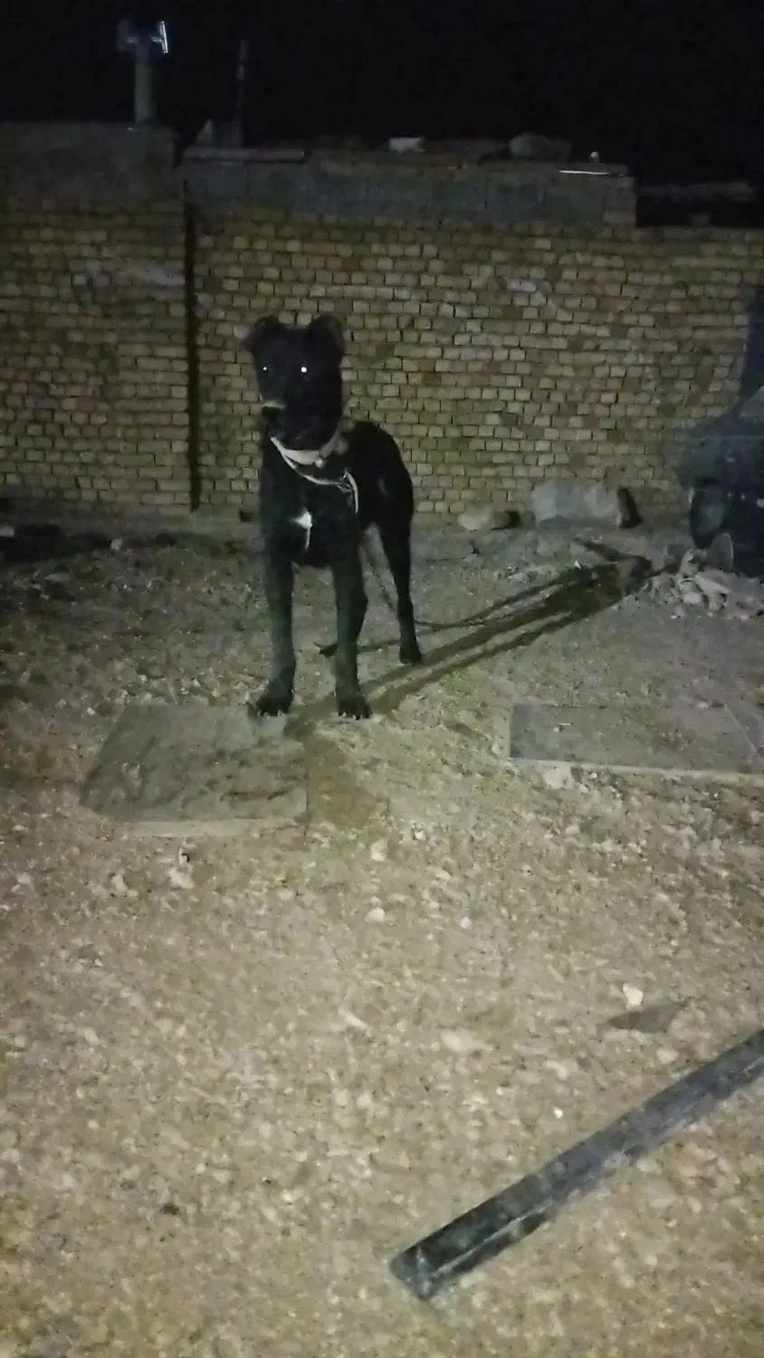 واگذاری سرابی ماده|سگ|کبودرآهنگ, |دیوار