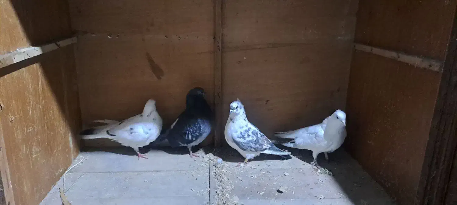 چند عدد کفتر پروازی|پرنده|اسالم, |دیوار