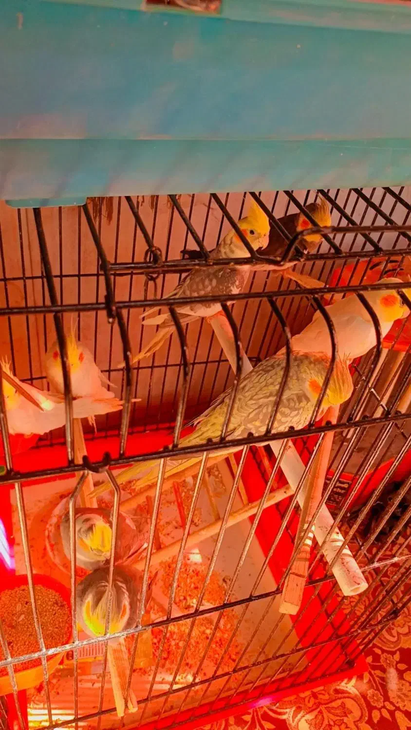 پرنده|پرنده|مشهد, امیرآباد|دیوار