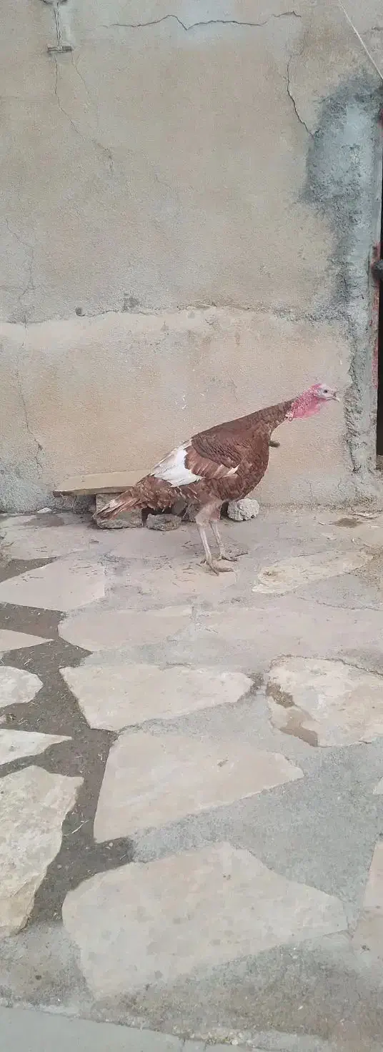 بوغلمون محلی نر سنگین|حیوانات مزرعه|صحنه, |دیوار