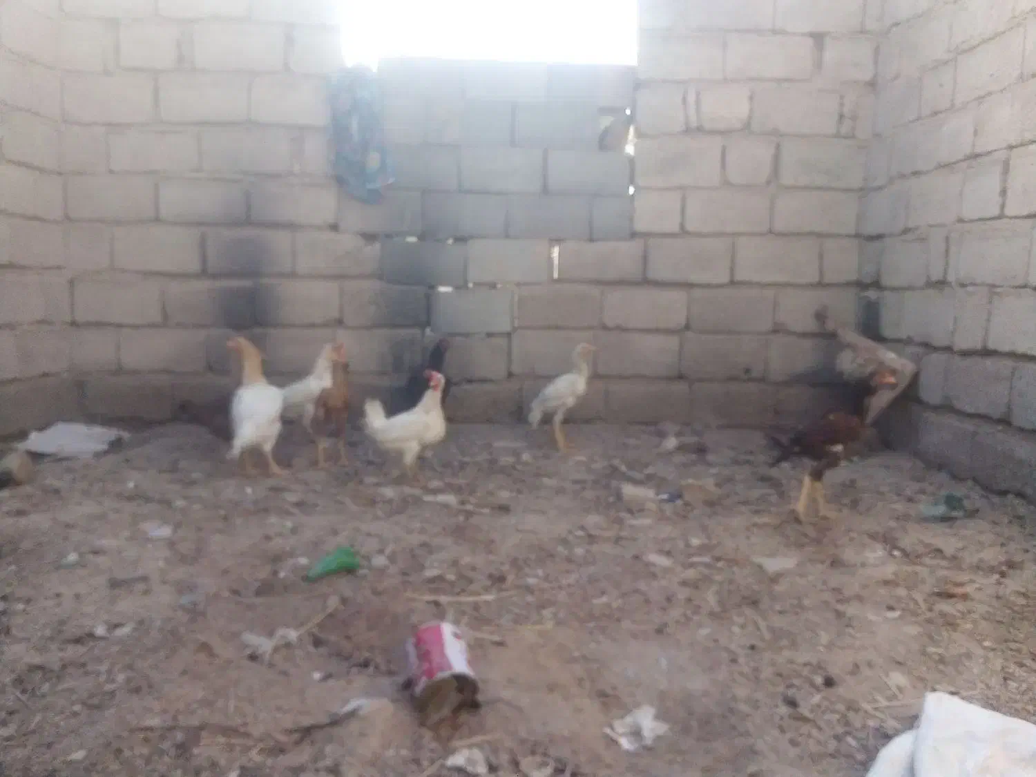 مورغفروشی|حیوانات مزرعه|سیستان, |دیوار