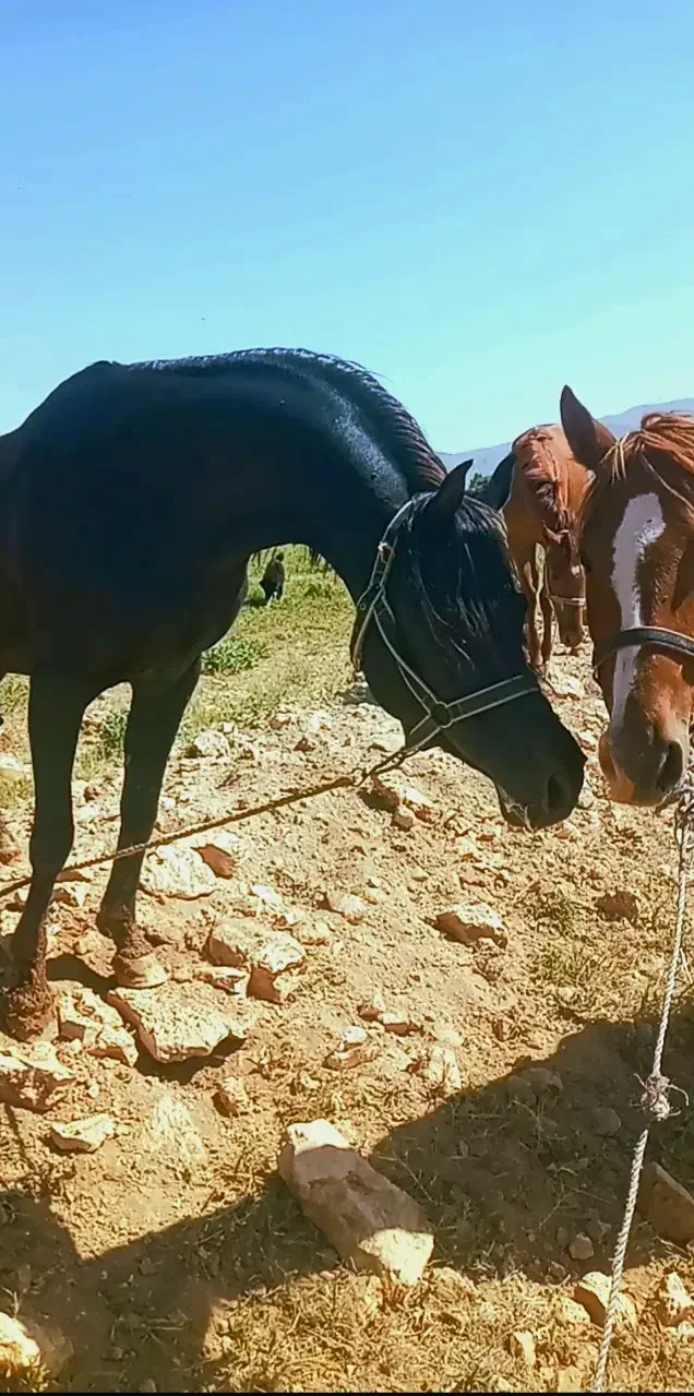 فروش مادیون عرب|اسب و تجهیزات اسبسواری|پاسارگاد, |دیوار