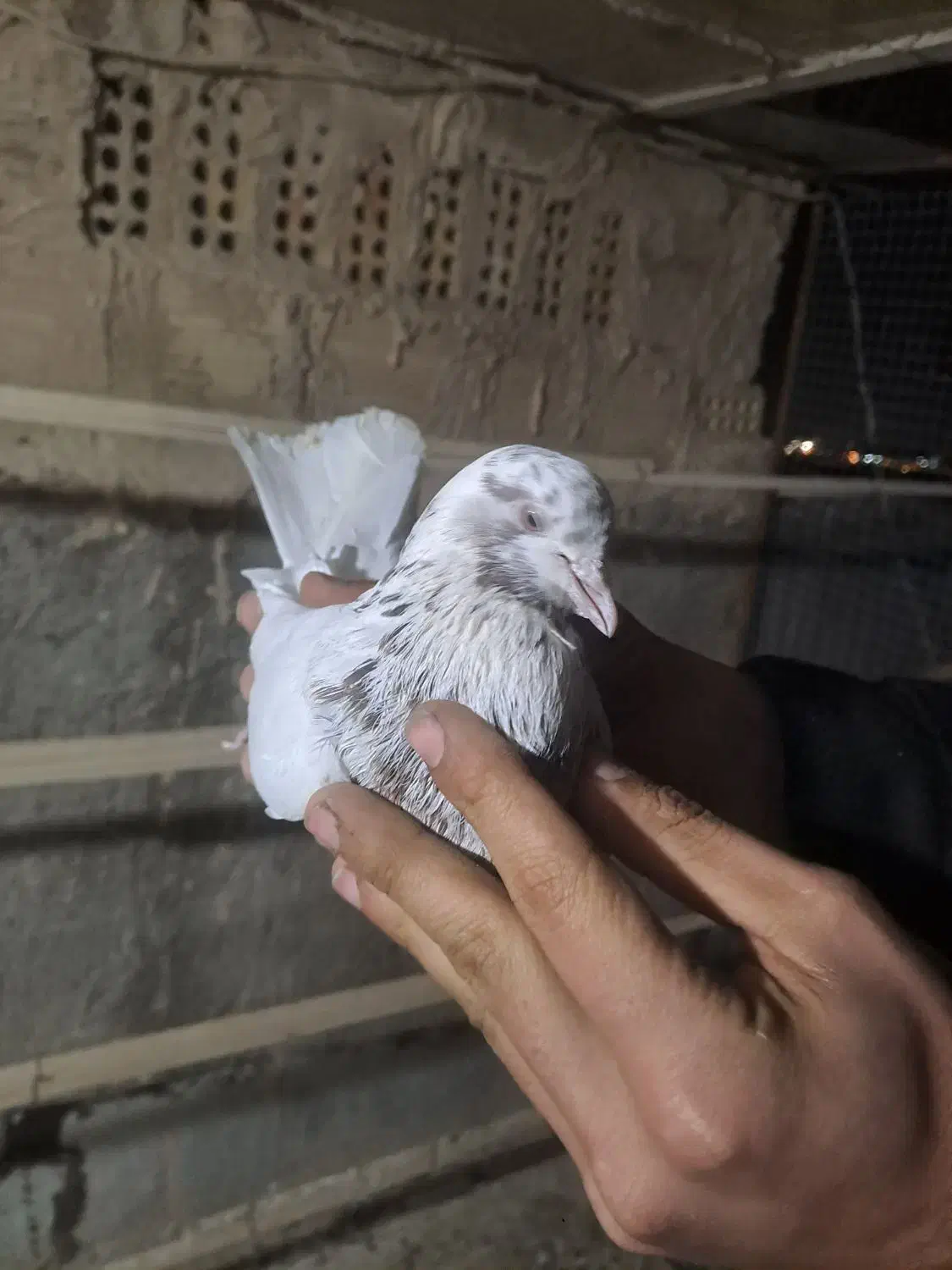 کفتر|پرنده|قرچک, شهرک الحدید|دیوار