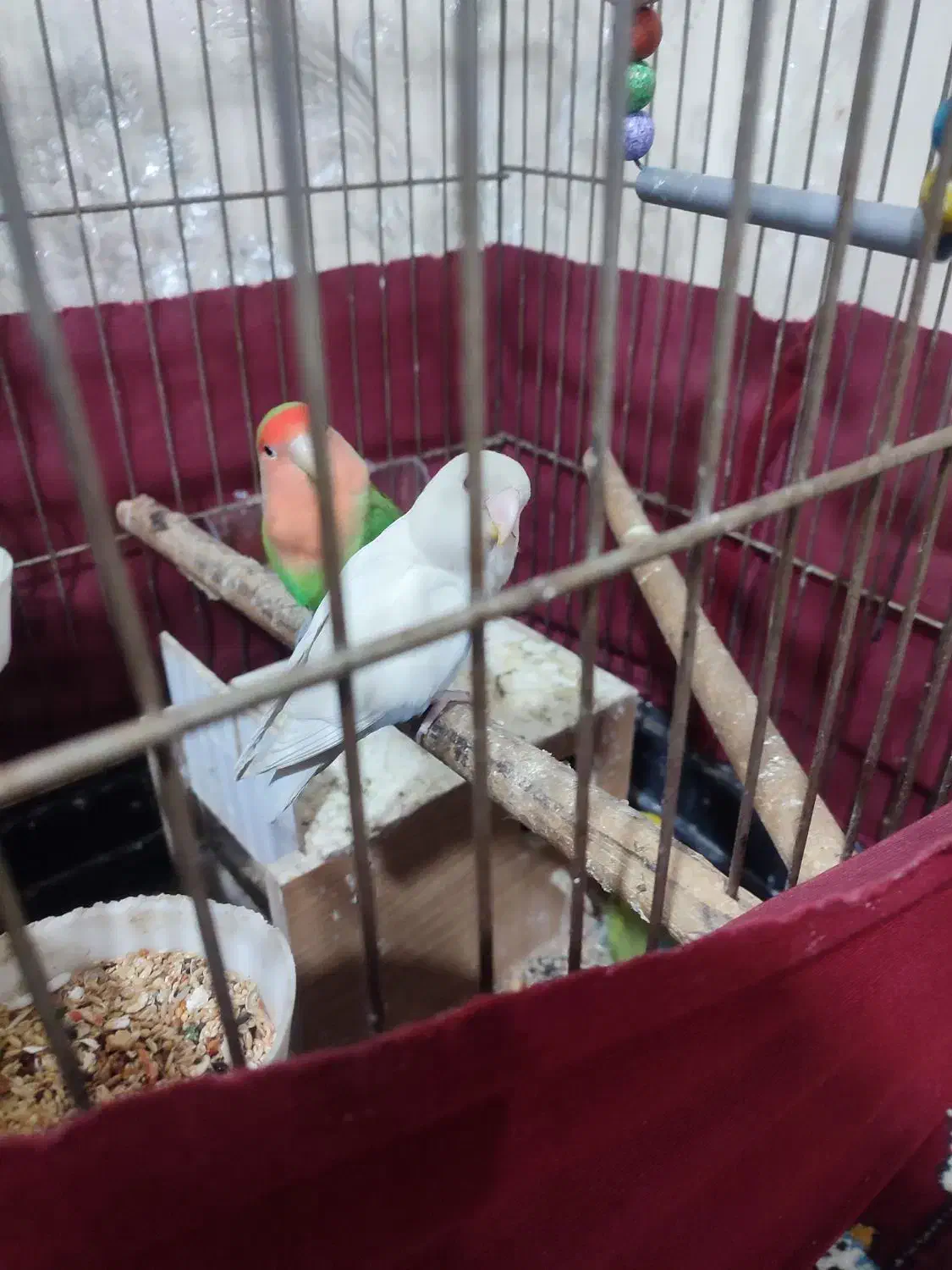 طوطی برزیلی|پرنده|قرچک, زیبا شهر|دیوار