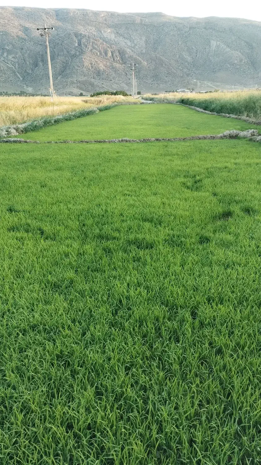 زمین گلخانه وباغ شهری|فروش دفتر صنعتی، کشاورزی، تجاری|سیدان, |دیوار