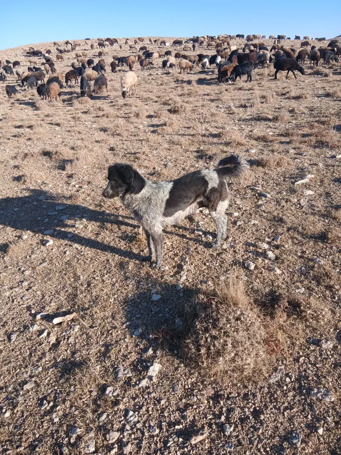 واگذاری سگ قهدرجانی|سگ|پیشخور, |دیوار