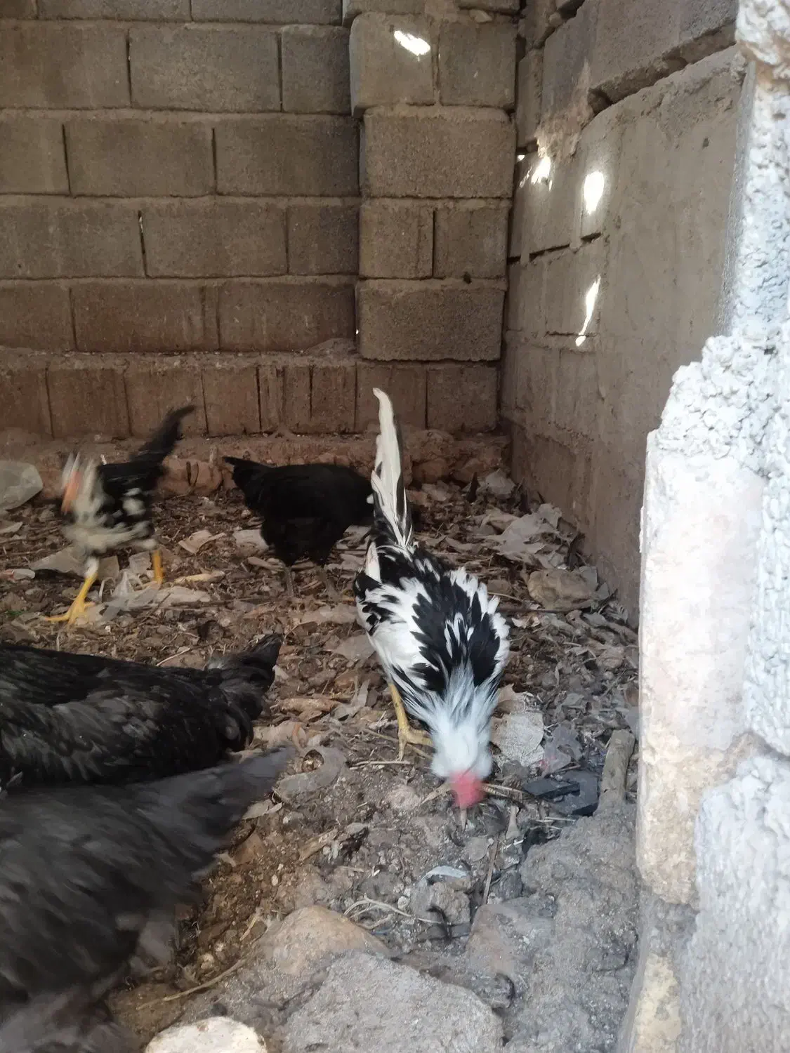 فروش یک جفت جوجه لاری ۴ ماهه و گلین ۵ ماهه اصل|حیوانات مزرعه|داراب, |دیوار