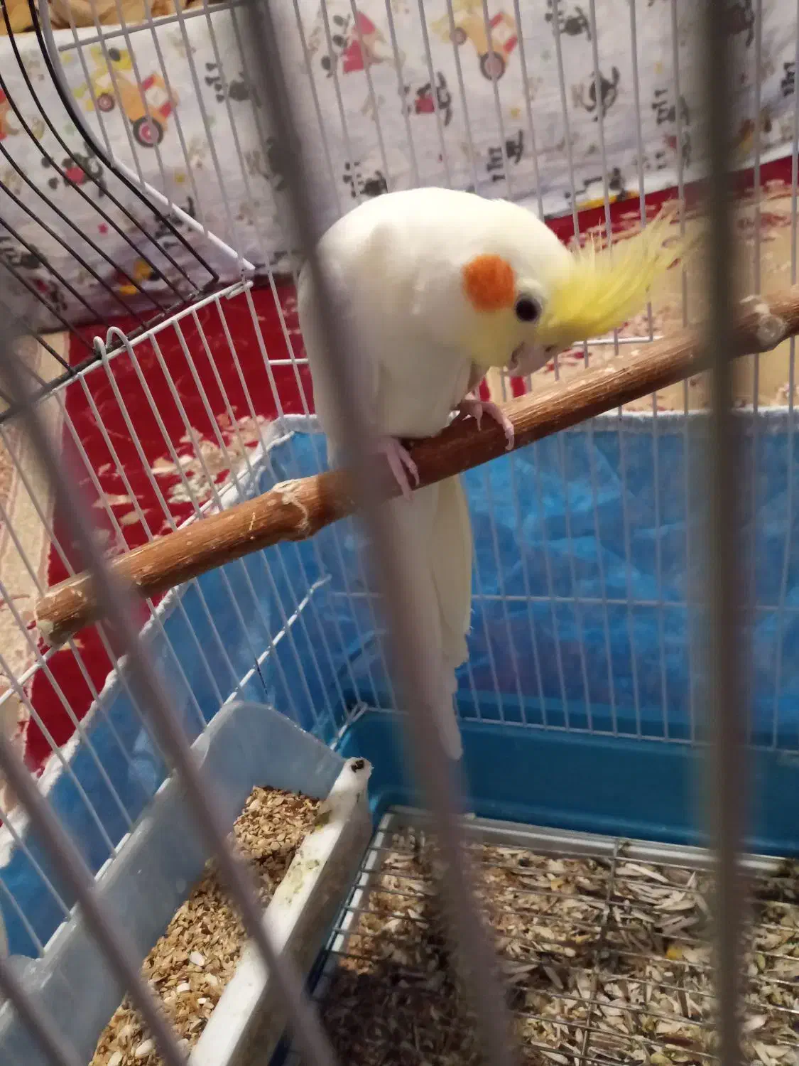 عروس هلندی لوتینو|پرنده|کیار, |دیوار