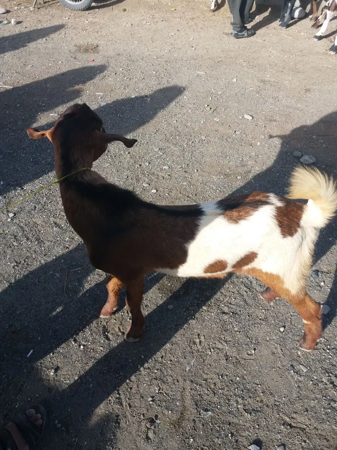 چپشت|حیوانات مزرعه|میناب, |دیوار