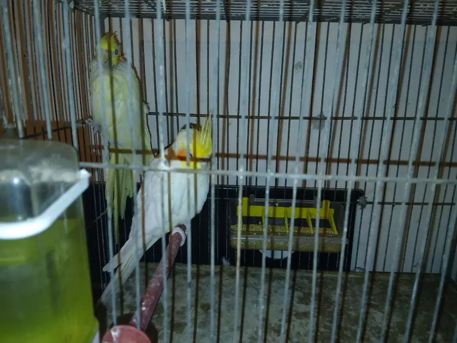 عروس هلندی جفت با جوجه و تخم با یک عدد ماده دستی|پرنده|اصفهان, باغ فدک|دیوار