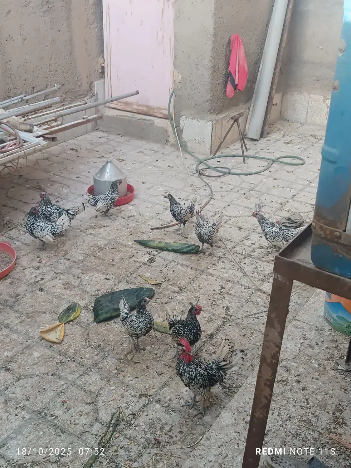 مرغ مینا توری جون|پرنده|سبزوار, شرق کال میانی|دیوار