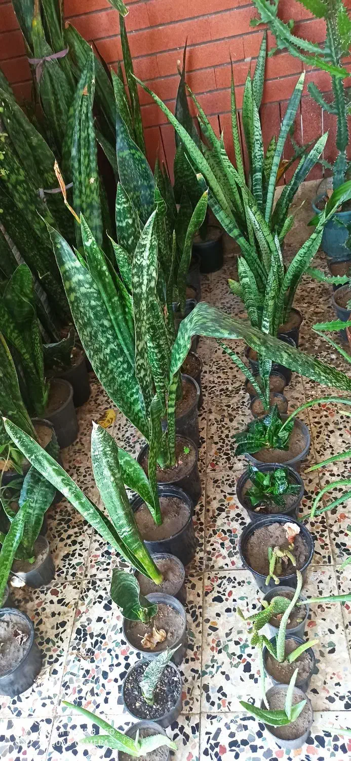 گل و گیاه فروشی|گل و گیاه طبیعی|چابهار, |دیوار