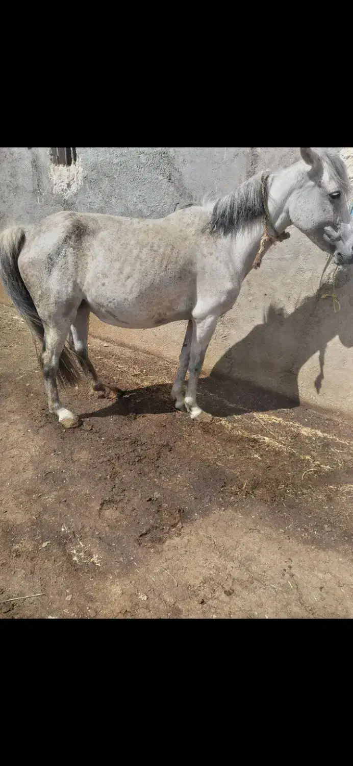 اسب|اسب و تجهیزات اسب‌سواری|اردبیل, |دیوار