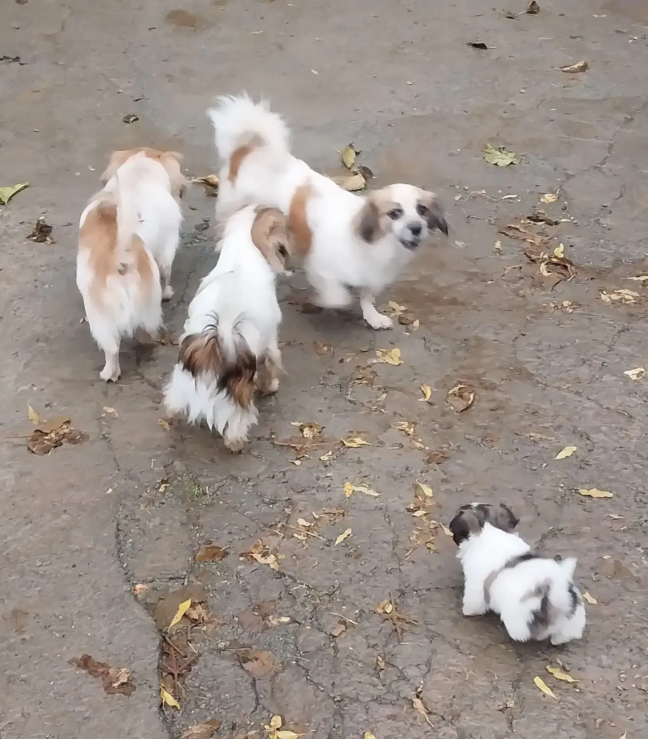 اسپیز|سگ|صحنه, |دیوار