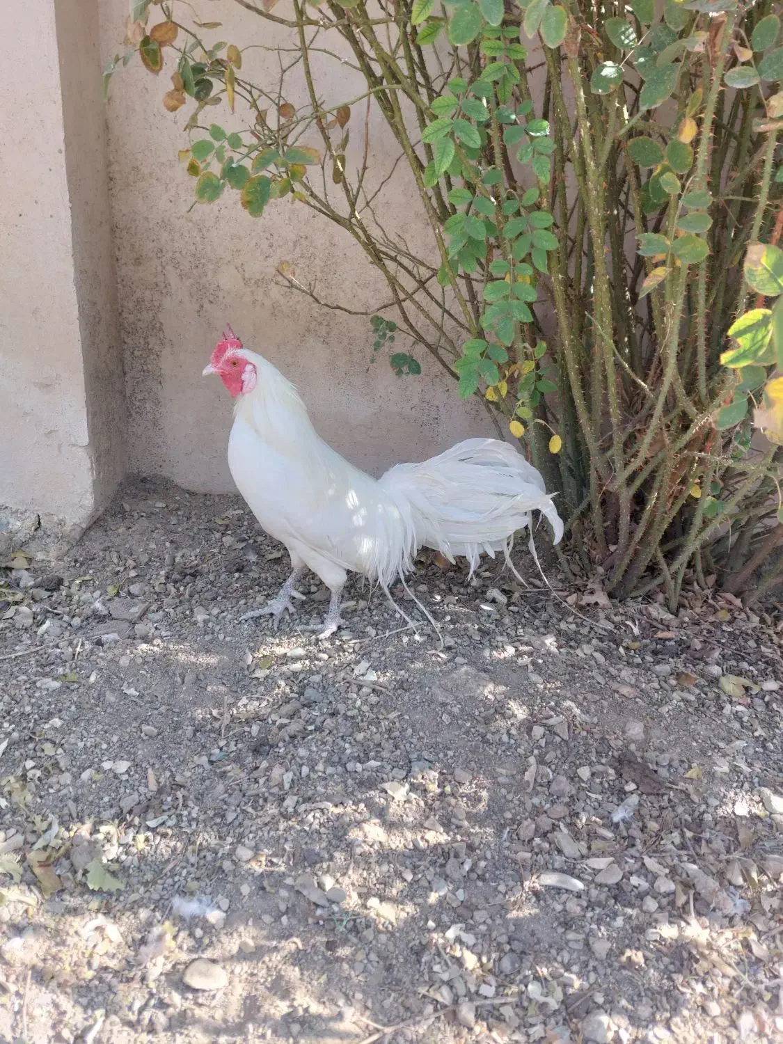 خروس فونیکس سفید تاج میل|حیوانات مزرعه|رودهن, |دیوار