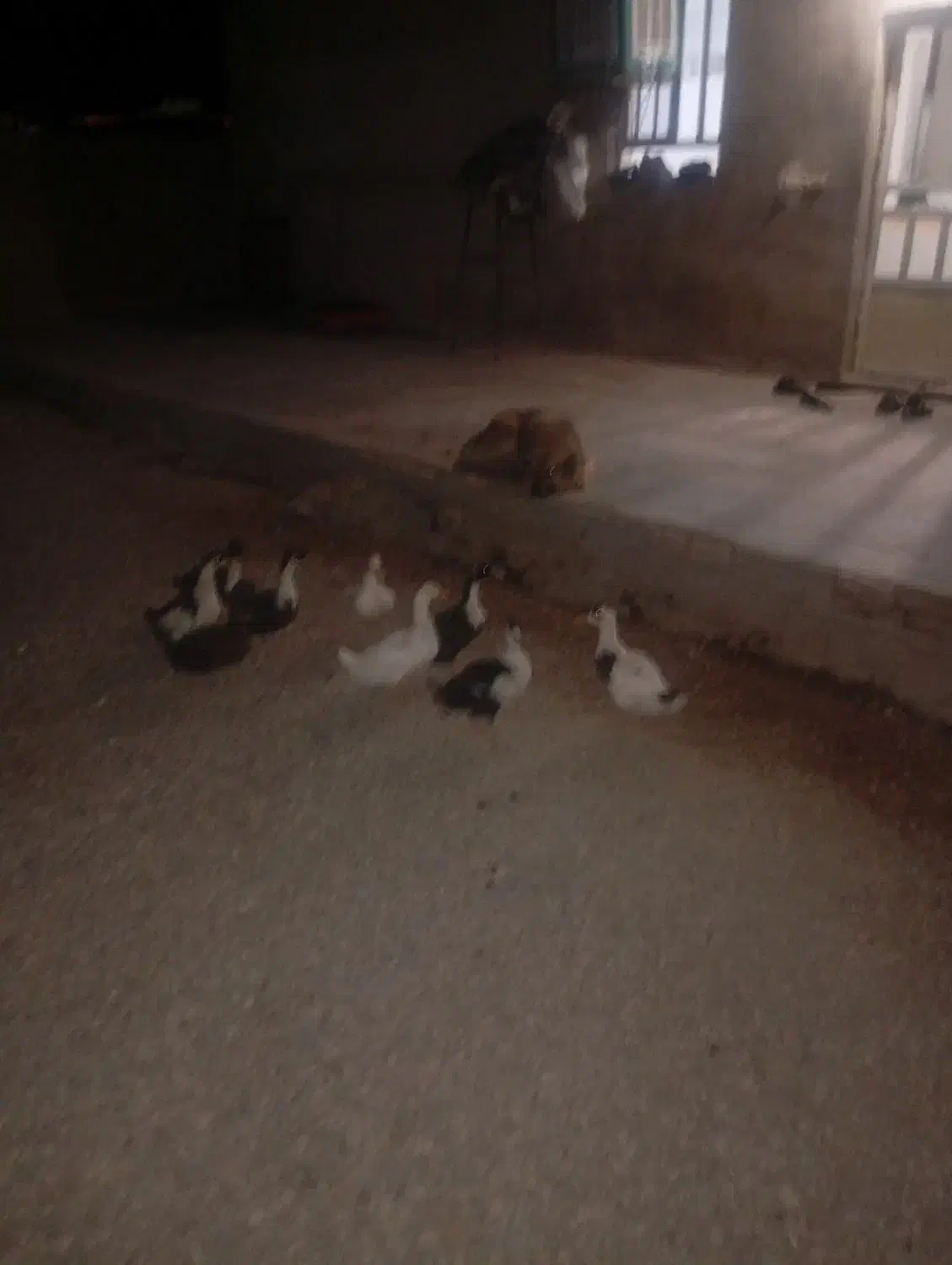 اردک نر ماده|حیوانات مزرعه|بیرانوند, |دیوار