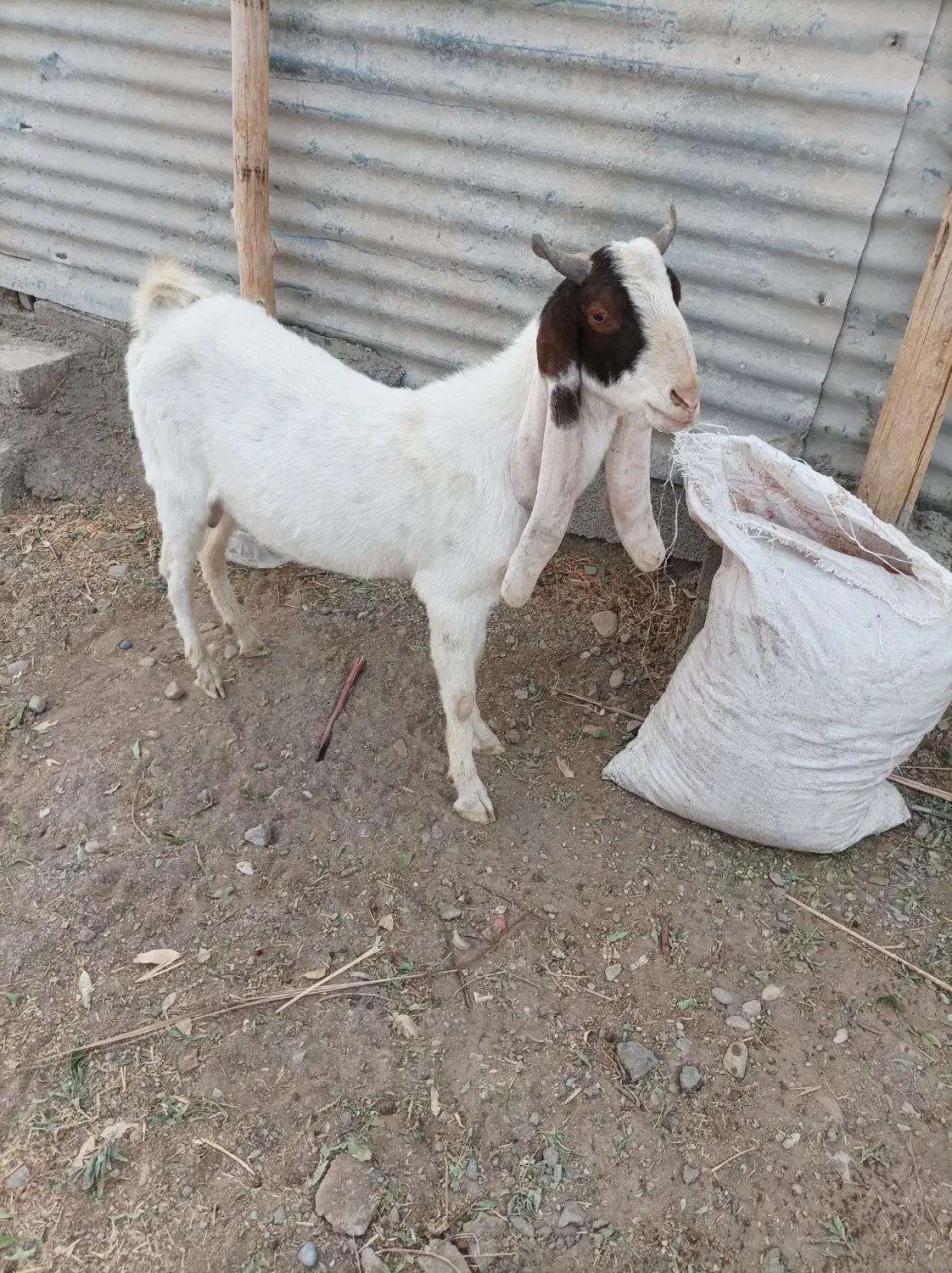 تروشت گلابی|حیوانات مزرعه|ایرانشهر, |دیوار