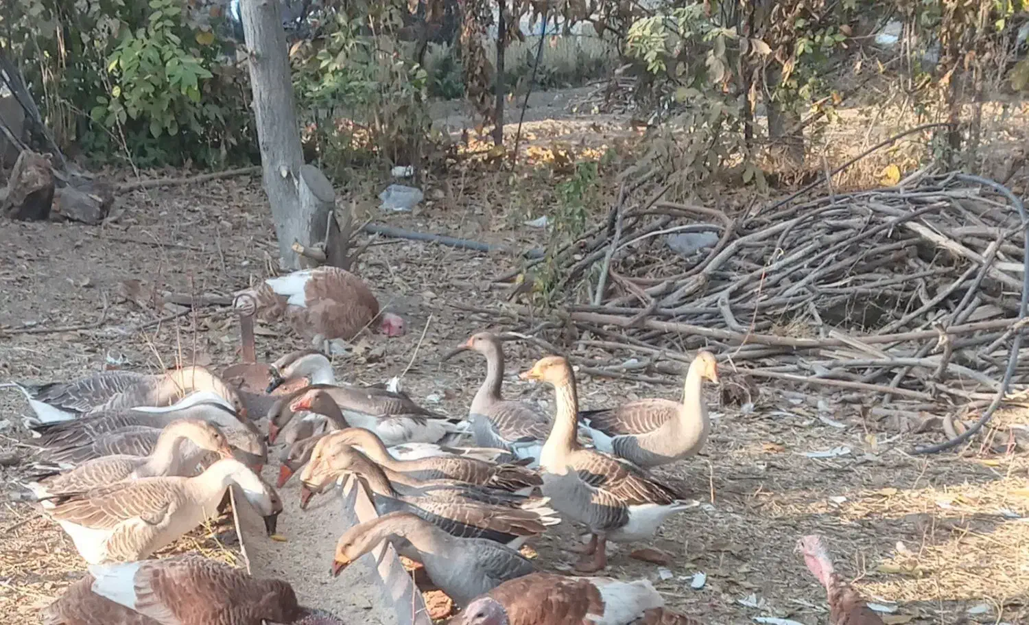 25عدد بوقلمون محلی  و 18عدد قاز قو|حیوانات مزرعه|مریوان, |دیوار