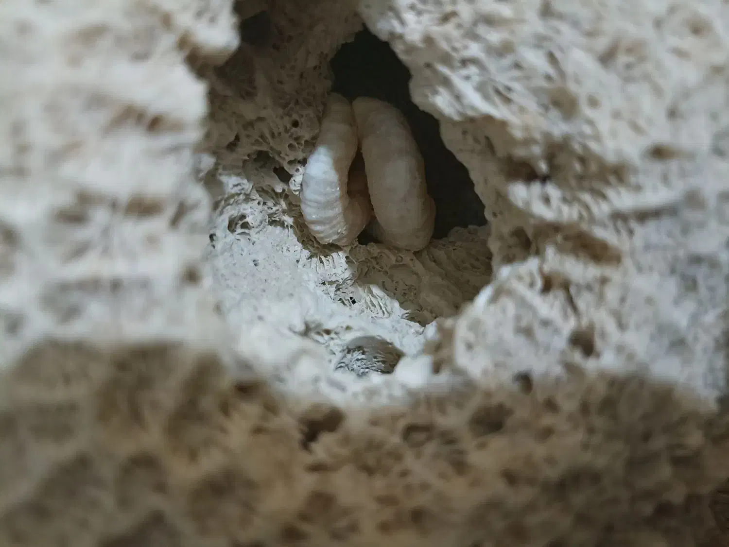 فسیل مرجان دریایی.برا قشنگی و آکواریوم|ماهی|دوگنبدان, |دیوار