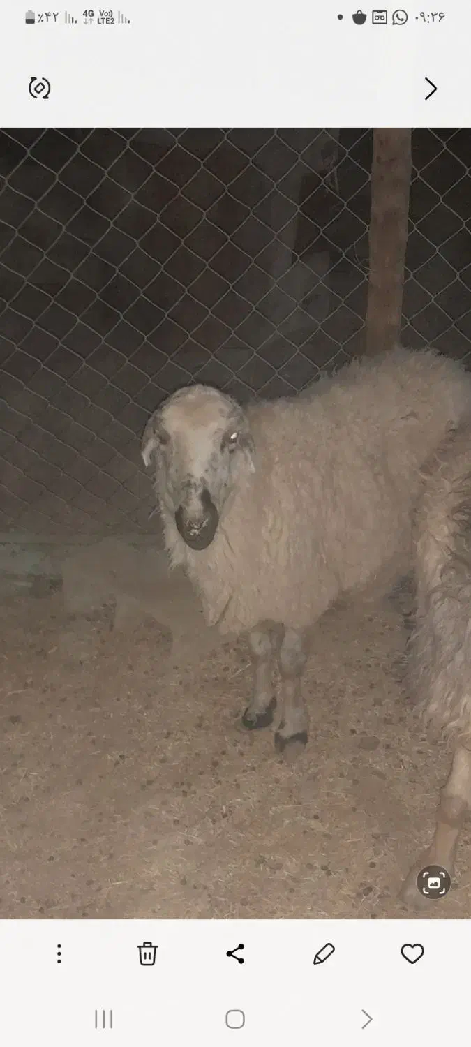 بره|حیوانات مزرعه|سیرجان, |دیوار