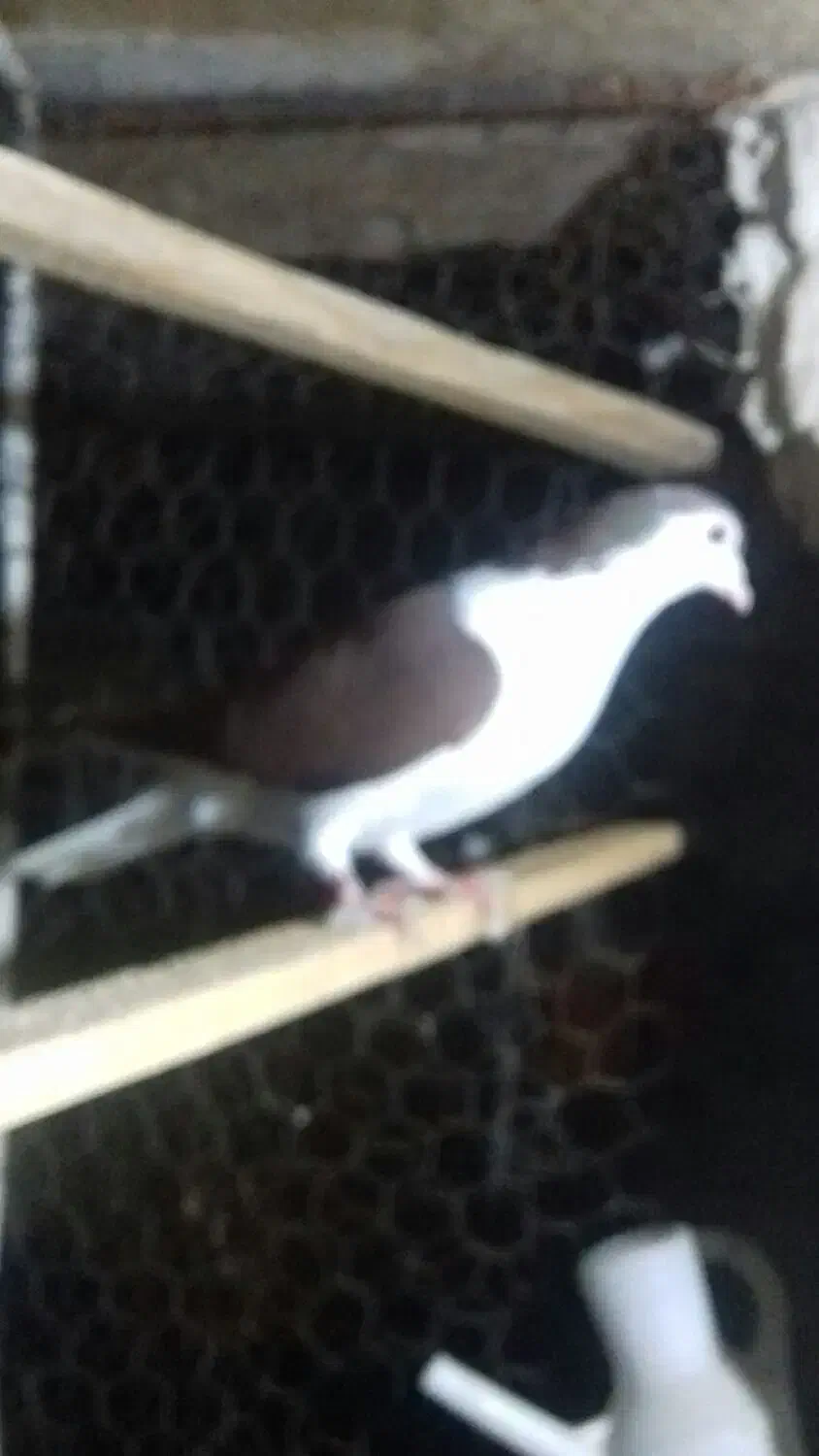 پلاس|پرنده|قم, چهار مردان|دیوار