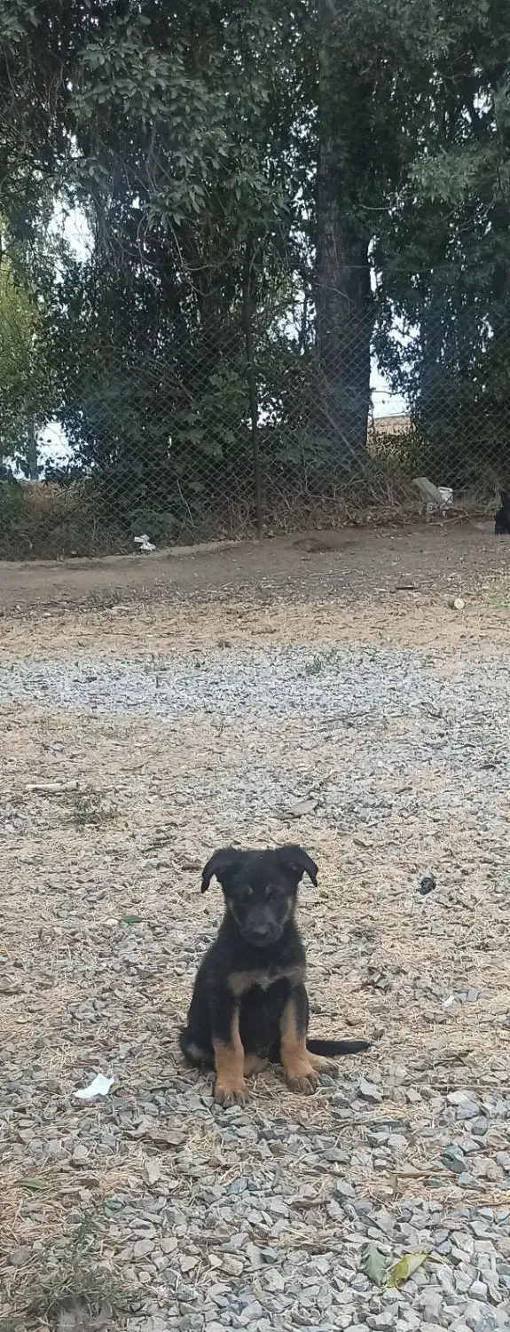 توله ژرمن شپردورک|سگ|اردبیل, |دیوار