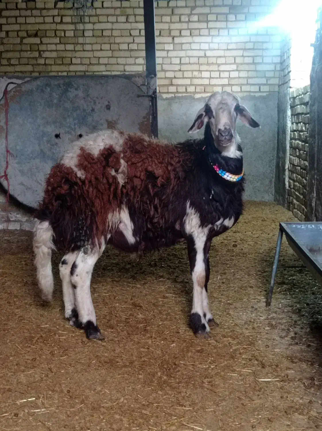 بره قوچ پلنگی.|حیوانات مزرعه|ملایر, |دیوار