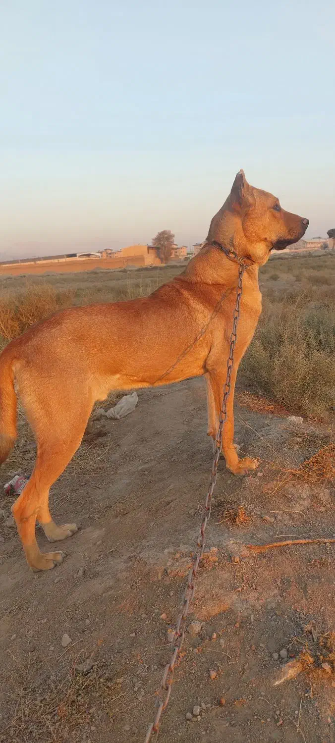 حیوانات|سگ|کرج, کمال‌شهر|دیوار