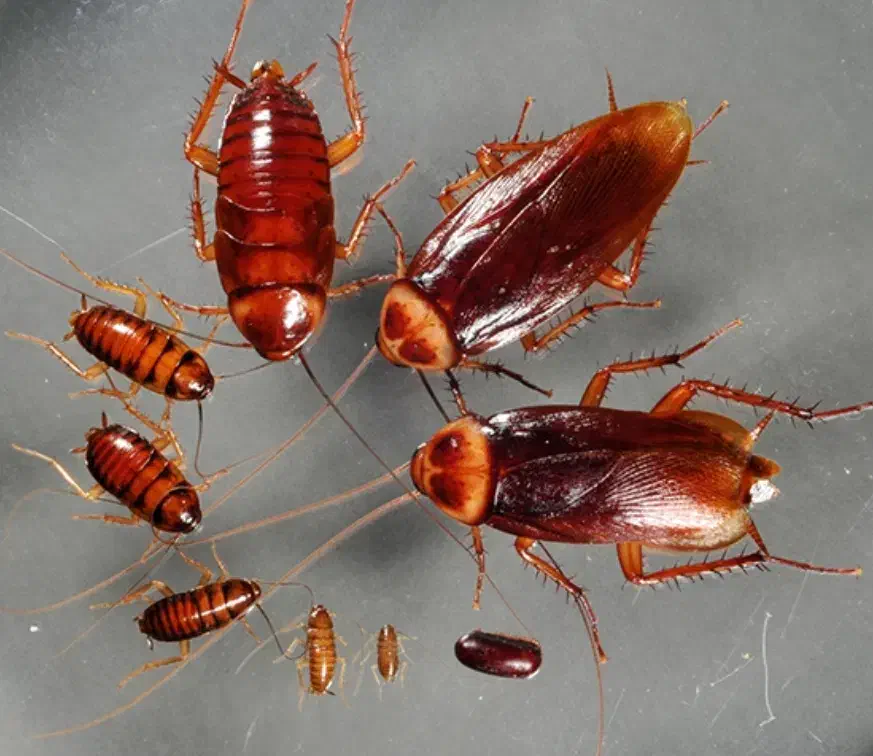 شرکت پسما با مجوز رسمی نابودی حشرات ساختمانی|خدمات نظافت|قائمشهر, |دیوار