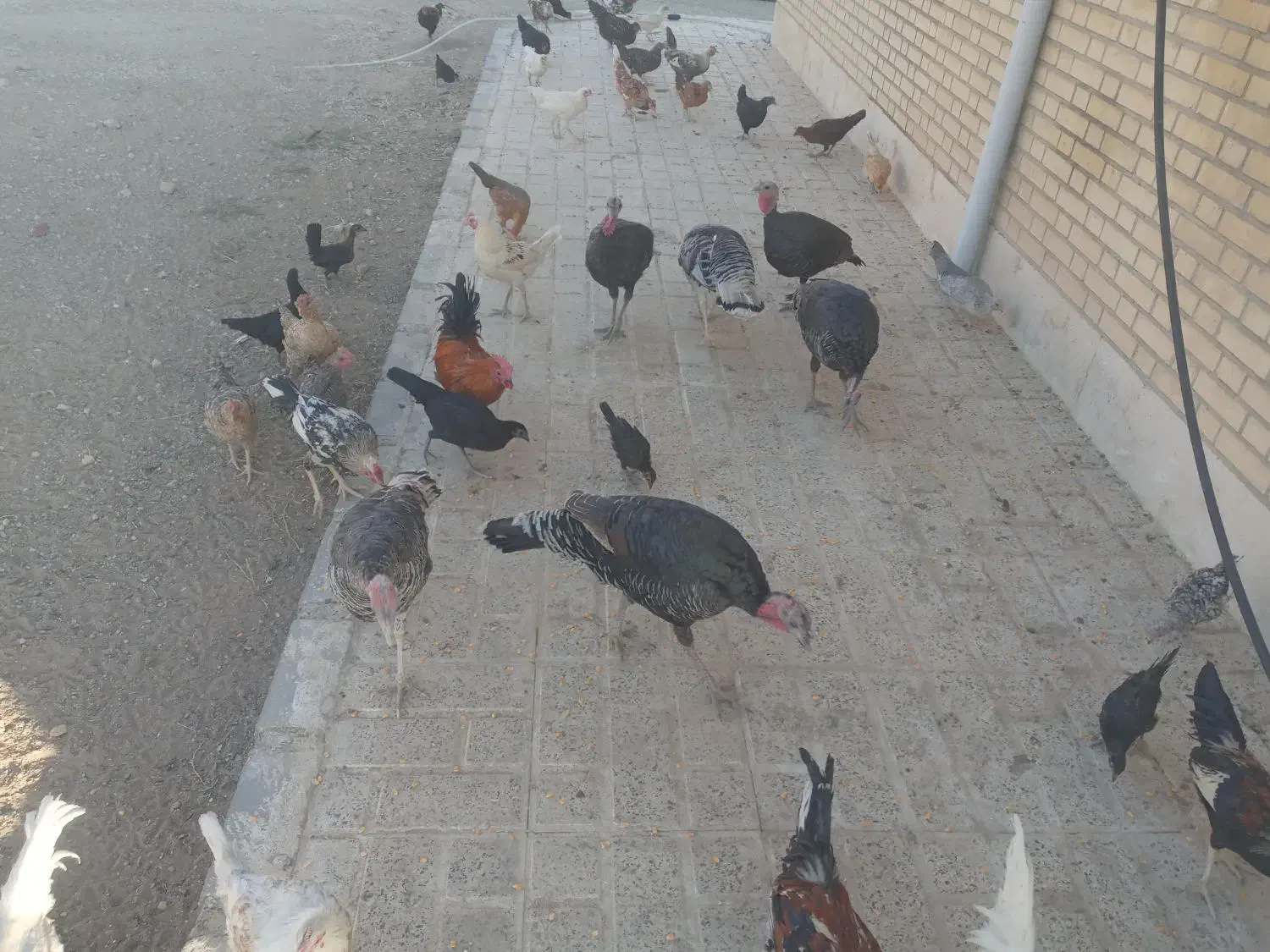 مرغ وبوقلمون|حیوانات مزرعه|صحنه, |دیوار