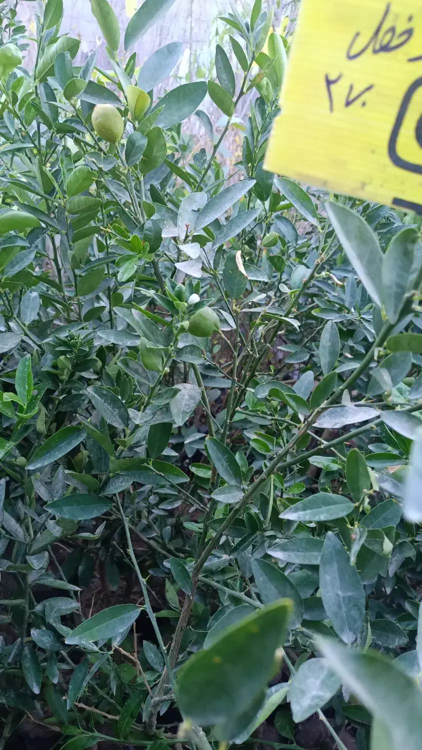 گل ونهال وگلدان درمهرستان|گل و گیاه طبیعی|مهرستان, |دیوار