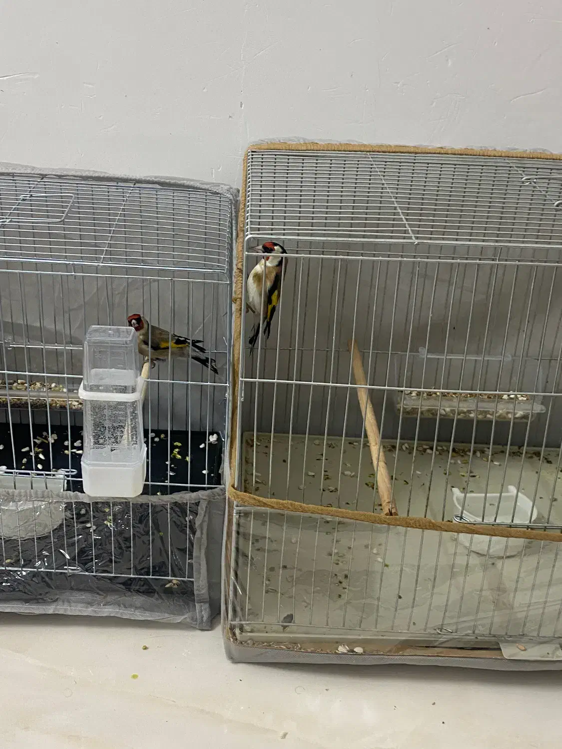 سهره نر|پرنده|شهرضا, |دیوار