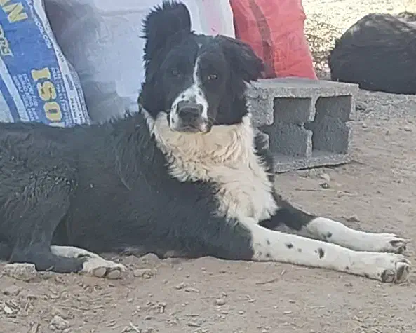 سگ ماده|سگ|شیراز, شهرک مدرس|دیوار