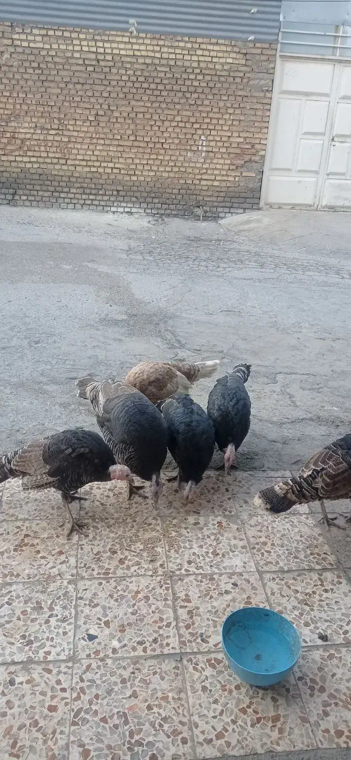 بوقلموبفروش میرسد|حیوانات مزرعه|ایذه, |دیوار